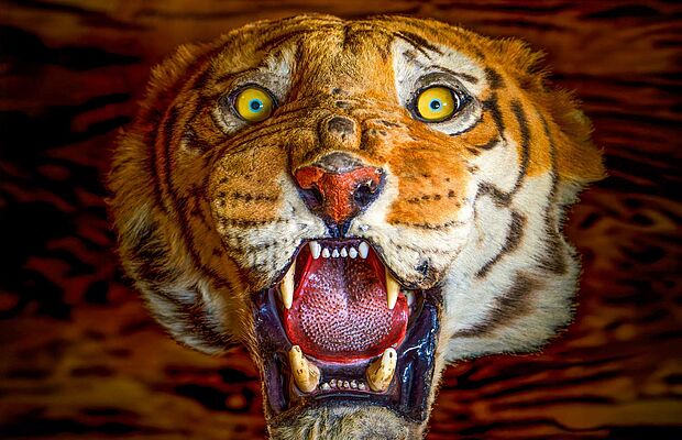ausgestopfter Tigerkopf