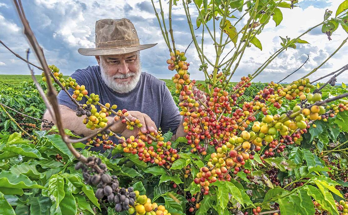 Mann erntet Kaffee