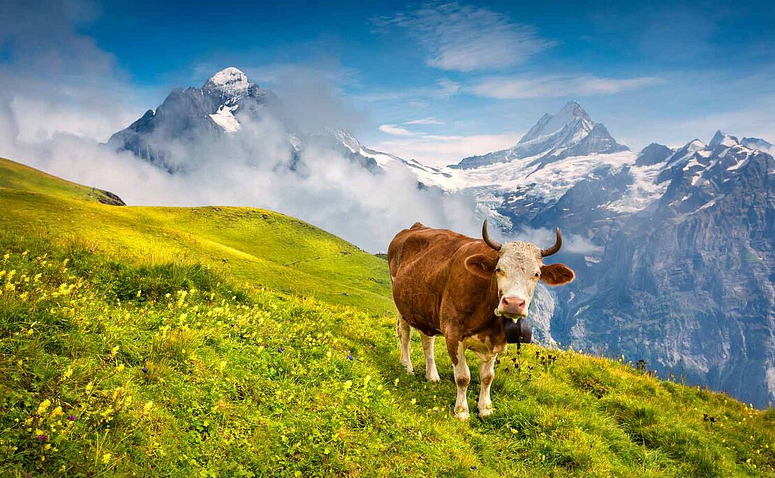 Kuh auf einer grünen Wiese, im Hintergrund schneebedeckte Berge