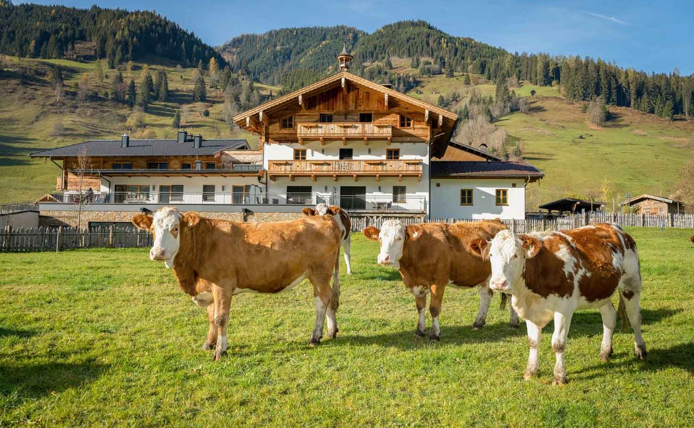 Drei Kühe stehend auf Wiese vor dem Schmiedhof Gut in Großarl
