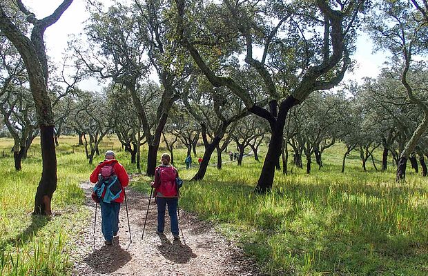 Wanderer im Korkeichenhain im Alentejo