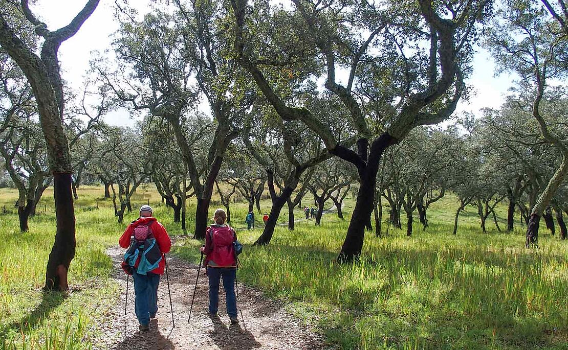 Wanderer im Korkeichenhain im Alentejo