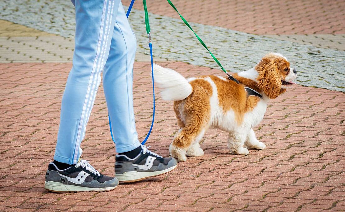 Mann mit angeleintem Hund