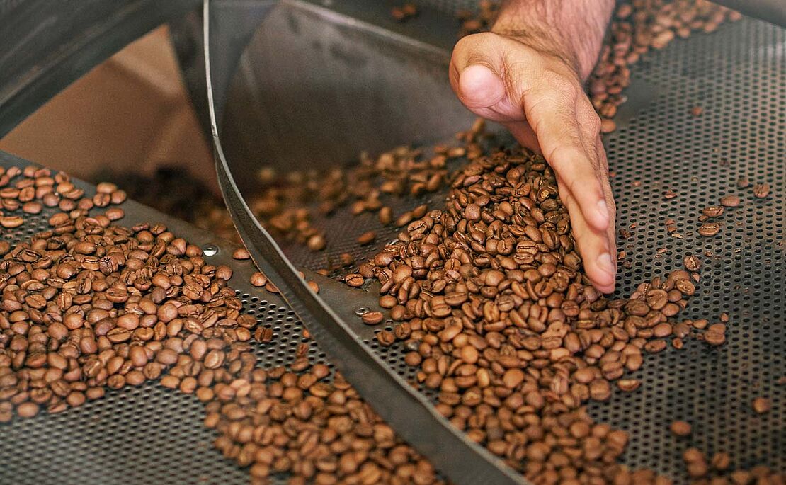 Kaffeebohnen, die von Hand gesiebt werden