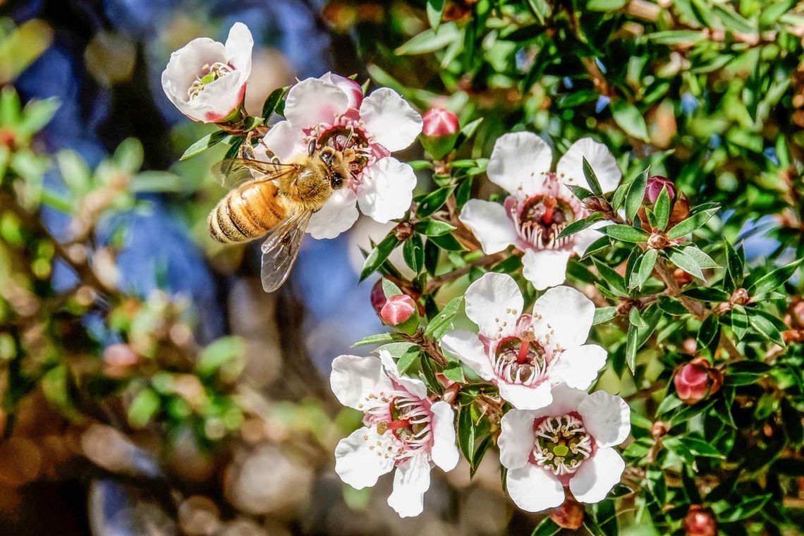 Mythos Manuka-Honig – was ist wirklich dran?